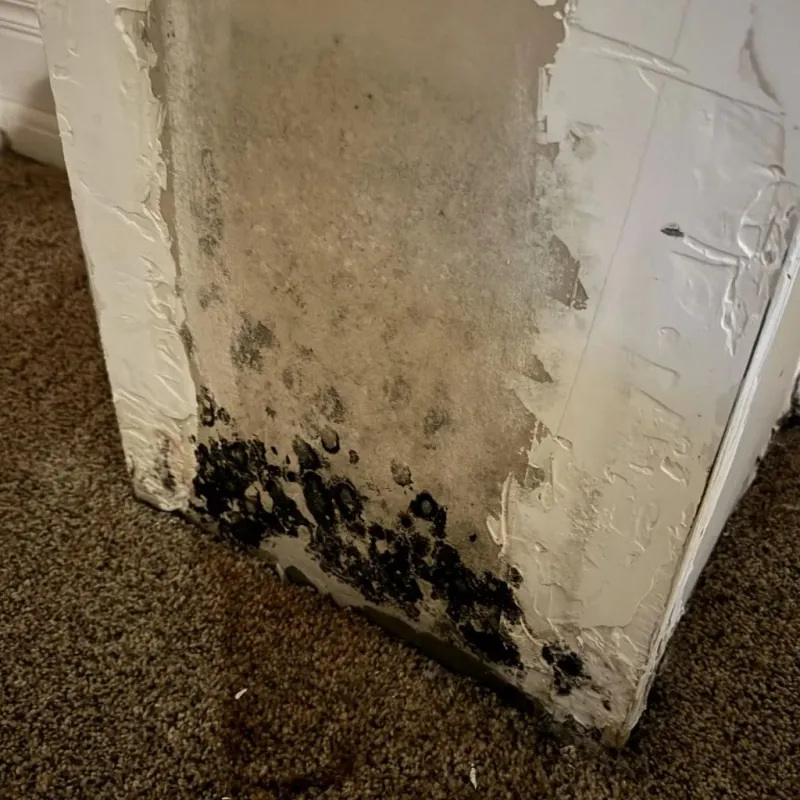 Professional Mold Removal in Edenton, NC